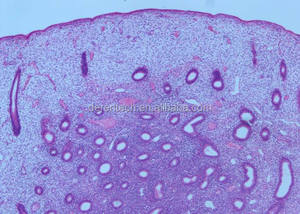 Von Menschen vorbereitete Histologie-Objektträger - Product Image 4