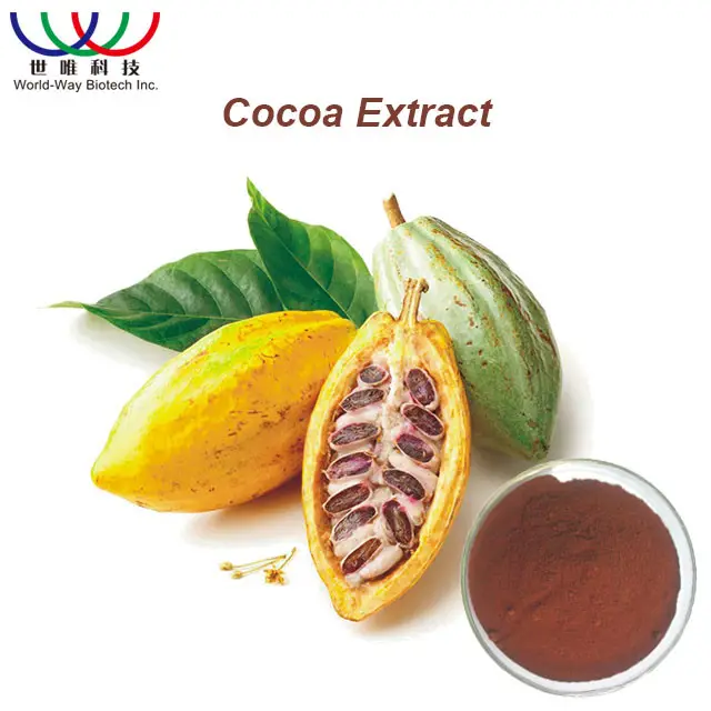 GMP fabricant Poudre Végétale D'extrait De Cacao extrait de graines de cacao
