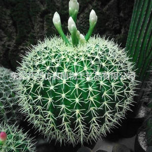 Cactus Y Suculentas Cactus bonsai <span class=keywords><strong>Plantas</strong></span> Artificiales al por mayor Vivero de Cactus Y Suculentas - Product Image 5
