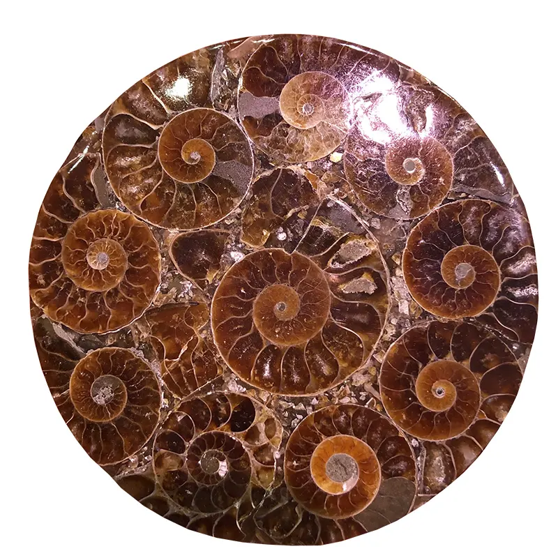 Polished natural 6cm ammonite fossil crystal stone quartz plate coaster for home decoration