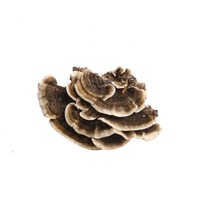 Extracto de Polvo de Coriolus Versicolor Puro de Diferentes Concentraciones, Hongo Cola de Pavo
