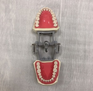 Modello Dentale con Supporto per Studio Medico, 32 Denti Rimovibili, Tipo Odontoiatrico - Product Image 3
