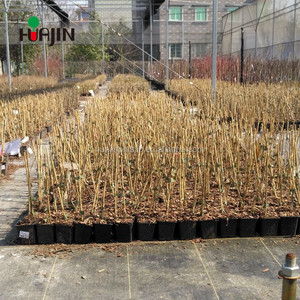 En gros <span class=keywords><strong>Tous</strong></span> Les Taille <span class=keywords><strong>Jardin</strong></span> extérieur de recyclage biodégradables pots <span class=keywords><strong>pour</strong></span> plantes en plastique - Product Image 1