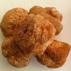 Detan सुपर प्रीमियम बनाने का कारखाना सूखे Hericium Erinaceus मशरूम - Product Image 5