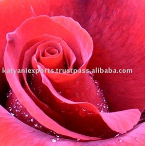 Venta caliente de aceite esencial de Rosa puro y natural de proveedor genuino a precio razonable en la India para aceite de fragancia de aromaterapia - Product Image 4