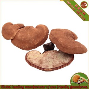 Séchées ganoderma lucidum champignons - Product Image 1