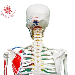 Modelo 3D <span class=keywords><strong>de</strong></span> Esqueleto Humano <span class=keywords><strong>de</strong></span> Ciencia Médica, Anatomía <span class=keywords><strong>de</strong></span> Esqueleto <span class=keywords><strong>de</strong></span> 170 cm <span class=keywords><strong>de</strong></span> Tamaño Real, Origen y Acción Muscular - Product Image 4