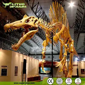 Levensgrote Dinosaurus Fossiel Skelet Van Spinosaurus
