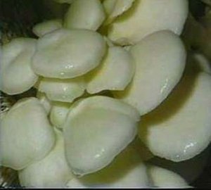 alta calidad extracto de <span class=keywords><strong>agaricus</strong></span> bisporus hongos <span class=keywords><strong>comestibles</strong></span> y medicinales - Product Image 3