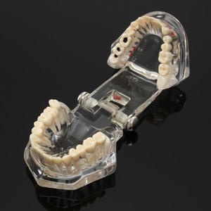 Modelo de dientes <span class=keywords><strong>para</strong></span> enseñanza Dental y entrenamiento - Product Image 2