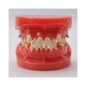 Dentale Ortodontico denti modello - Product Image 2