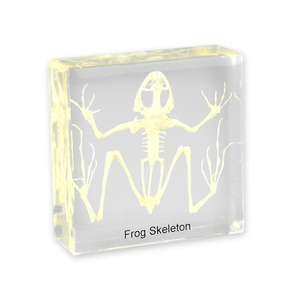 Образец скелета лягушки в блестящем виде