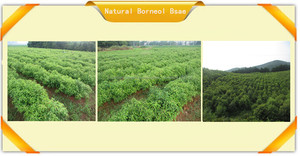 Productos más vendidos mandarina seca aceite para <span class=keywords><strong>el</strong></span> Material importante de la medicina tradicional china - Product Image 4