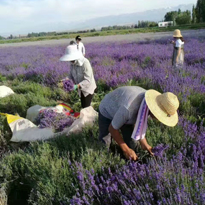 Ramo <span class=keywords><strong>de</strong></span> Lavanda Seca para Decoración, <span class=keywords><strong>Flores</strong></span> Secas <span class=keywords><strong>de</strong></span> Lavanda, Ramo <span class=keywords><strong>de</strong></span> Lavanda Natural Decorativo - Product Image 5