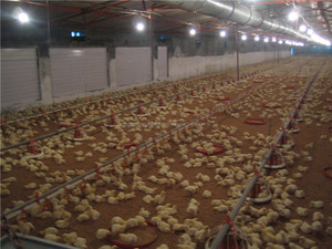 Poultry equipment proveedor en China , automático de pollos de engorde pollo forraje sistema - Product Image 3