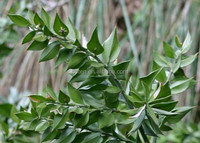 Extracto de Raíz de Ruscus Aculeatus con 20% de Ruscogenina al por Mayor