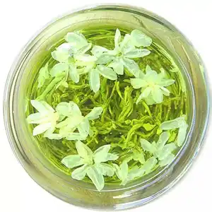 Dragon Pearl Green Tea Best Jasmine Tea Brands Jasmine Tea Powder