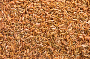 AquaV High-Nutrition High-Protein <span class=keywords><strong>Gammarus</strong></span> personalizado pequeño enlatado y seco pescado seco y tortugas alimentos - Product Image 5