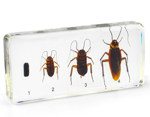 Die Lebensdauer Zyklus von Echt Schmetterling Harz Proben Bernstein Acryl Briefbeschwerer