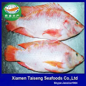 Monosex rouge Tilapia