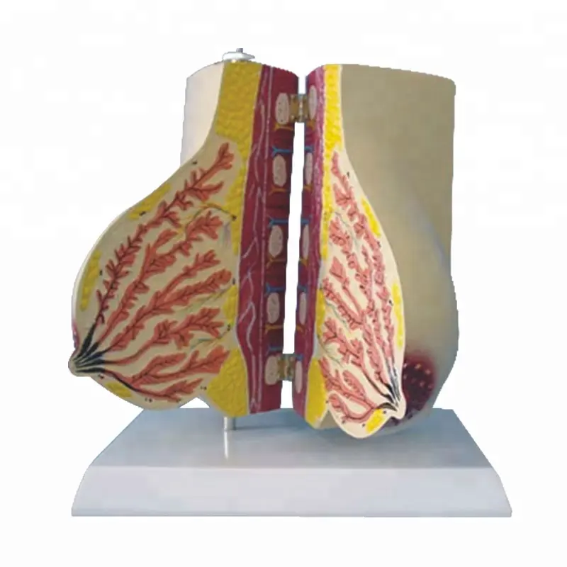 R150107 Perempuan Menyusui Payudara Anatomi Model, Reproduksi wanita Payudara Model