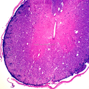 Lames de microscope préparées éducatives, diverses lames de microscope, équipement éducatif pour les étudiants - Product Image 2