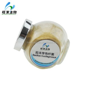 Polvere di Bacillus Mucilaginosus, Fertilizzante <span class=keywords><strong>Biologico</strong></span> con 10 Miliardi di CFU per Grammo per Fertilizzazione Microorganica - Product Image 5