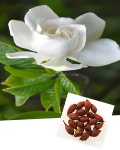 Gardenia Jasminoides เอลลิสสารสกัดจาก10:1 20:1 Gardenoside 98% ผง