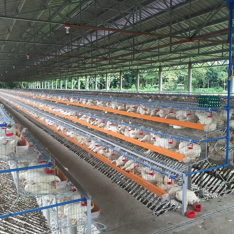 Desain 120 Kandang Ayam Petelur Telur Ayam Lapisan Unggas untuk Dijual Di Filipina