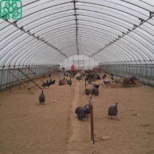 家禽养殖场的聚膜覆盖下隧道温室