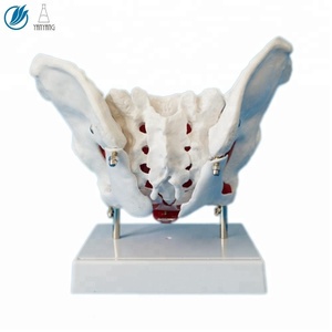 हटाने योग्य अंगों के साथ मानव शरीर रचना मॉडल महिला श्रोणि - Product Image 2
