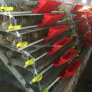 Animal Cage For Quail A Type Automatic Feeding Equipment