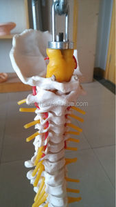 Modelo de Columna Vertebral de Plástico de Tamaño Natural con Pelvis - Product Image 4