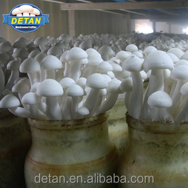Detan White Shimeji Spawn/пакеты для выращивания грибов