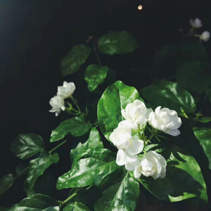 En gros Naturel spa <span class=keywords><strong>Fleur</strong></span> Thé Fleurs <span class=keywords><strong>de</strong></span> <span class=keywords><strong>Jasmin</strong></span> Séchées - Product Image 6