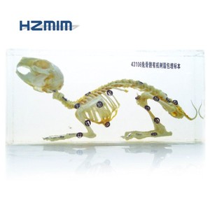 Medical science rabbit skeleton model