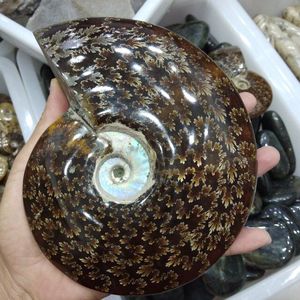Natural Large <strong>Ammonite</strong> <strong>Fossils</strong> Stones Snail <strong>Fossils</strong> for Gift and Decoration
