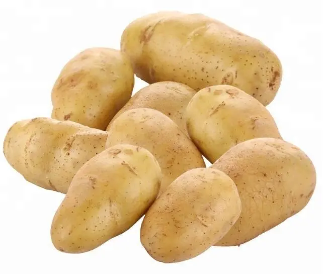 Картофельная ферма оптом свежий голландский картофель с сетчатой упаковкой