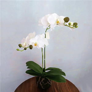 Flor de Margarita de seda orquídea para decoración de interiores, 2019 - Product Image 6