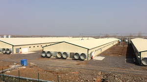 Chi Phí Thấp Ánh Sáng Hiện Đại Prefab Xây Dựng Thép Mái Cấu Trúc Tòa Nhà Trang Trại <span class=keywords><strong>Barn</strong></span> House Bò Sữa Đổ Gia Súc Xây Dựng - Product Image 5