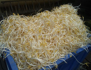 Haute Qualité Germes De <span class=keywords><strong>Haricot</strong></span> <span class=keywords><strong>Mungo</strong></span> Machine, L'orge Germination Machine, Électrique Bean Sprout Maker - Product Image 5