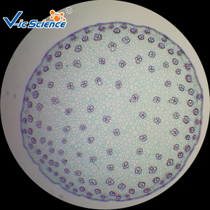Microplaques Zea mays, Tige, t. s. <span class=keywords><strong>Microscope</strong></span> botanique diapositives préparées - Product Image 3