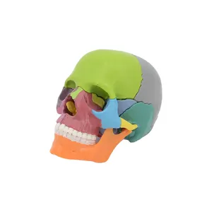 PNT-1159 1/2 size skull model 15parts with magnets hot sell detachable medical model for school