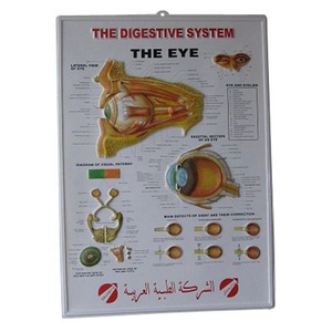 Образовательная индивидуальная печать пластиковая рельефная 3D-карта анатомии глаз - Product Image 1