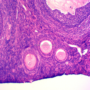 Histologie präparierte Objektträger / Eierstock von Hase sec Histologie präparierte Objektträger - Product Image 2
