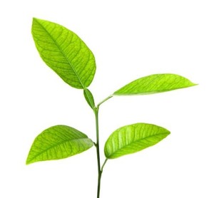 <span class=keywords><strong>2</strong></span>,<span class=keywords><strong>2</strong></span>-Dimethylol Propionsäure China Hersteller Großhandels preise heiße Angebote - Product Image 1