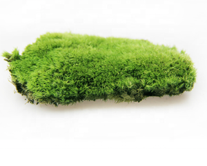 Farklı türleri İspanyol moss korunmuş yosun gerçek doğal yosun duvar fabrika fiyat ile - Product Image 5