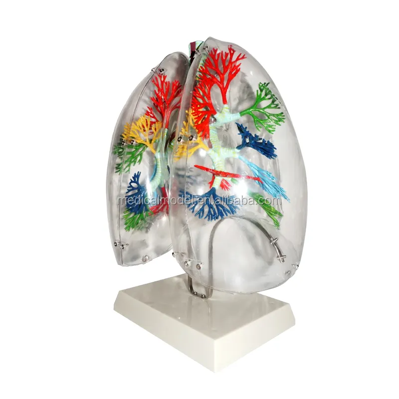 Modelo de sistema respiratorio humano, modelo de los pulmones de plástico, la enseñanza médica de los pulmones