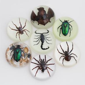 Real Insects Specimen Encasedで67ミリメートルAcrylic Dome Paperweight - Product Image 1
