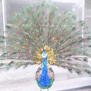 Decoración del hogar del tamaño grande Hobby Lobby plumas de pavo real - Product Image 2